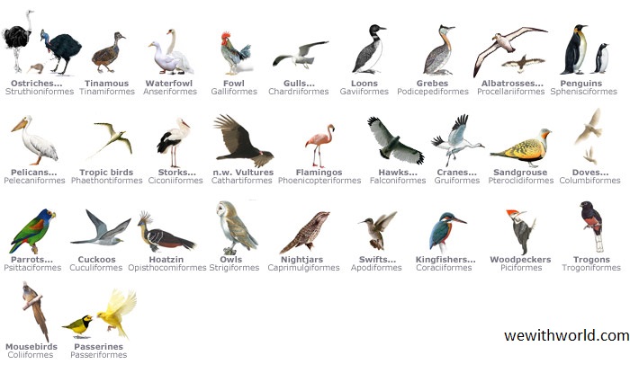 Classification of Aves